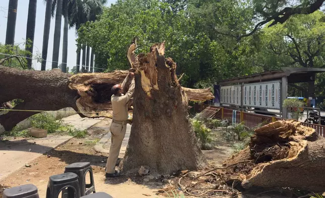 A Home Guard member ties a rope to a fallen tree to set up a temporary shelter following dust storms and heavy rain in Prayagraj, India, Thursday, May 14, 2026. (AP Photo/Rajesh Kumar Singh)