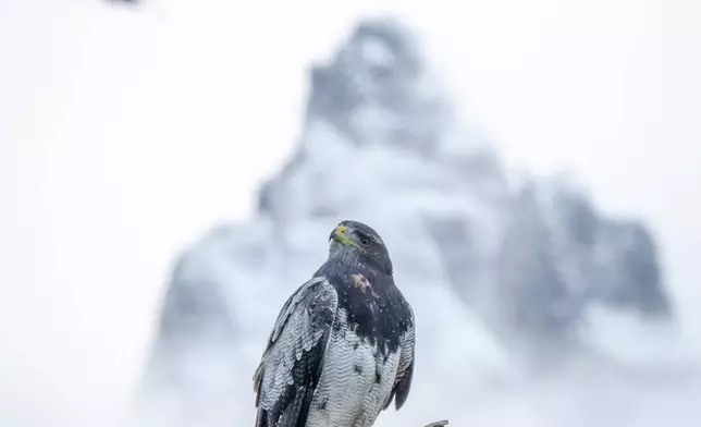 An eagle sits on a branch in Ushuaia, Argentina, Thursday, May 14, 2026. (AP Photo/Joel Reyero)