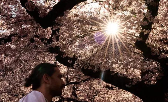 FILE - A person walks through the blooming Yoshino cherry trees at the University of Washington, April 5, 2026, in Seattle. (AP Photo/Lindsey Wasson, File)