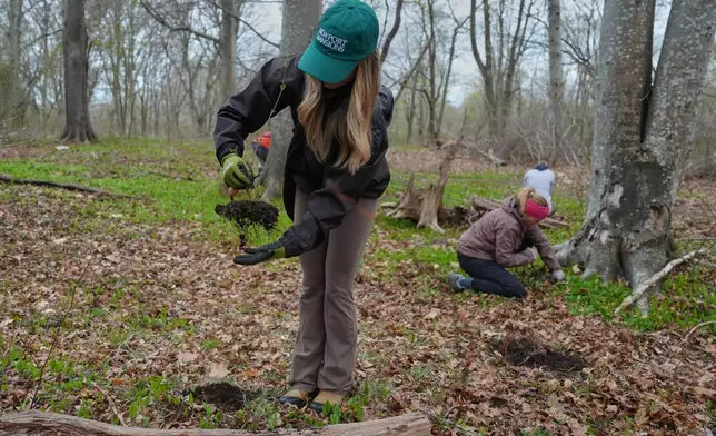 FILE - Allie Bujakoski collects a native tree seedling as part of a collection effort April 22, 2026, in Newport, R.I. (AP Photo/Joshua A. Bickel, File)