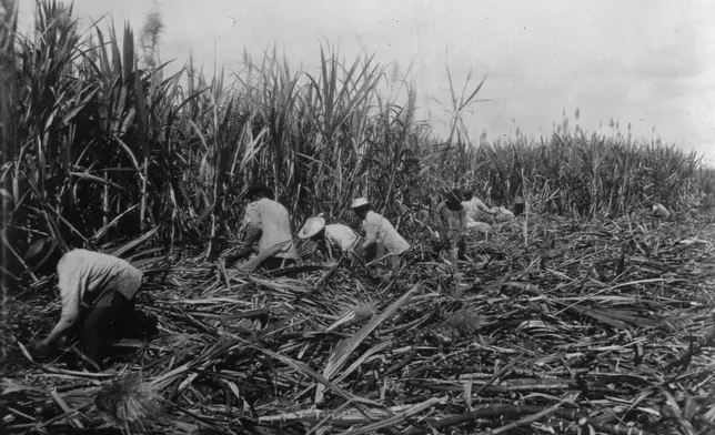 In this undated photo provided by the Hawaiʻi State Archives, workers cut sugar cane by hand at the Ewa Plantation in Hawaii. (Hawaiʻi State Archives via AP)