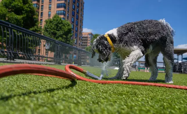 Riley enjoys playing with a water house at a dog park in Hoboken, N.J., Wednesday, May 20, 2026. (AP Photo/Seth Wenig)
