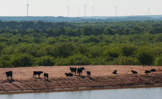 FILE - Cattle rest near the edge of a pond with wind turbines in the background amid a drought in Foard County, Texas, April 25, 2026. (AP Photo/Jon Shapley, File)