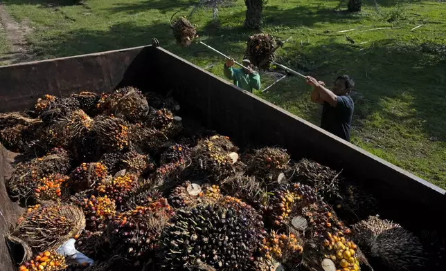 FILE - Men load palm fruit onto a truck at a palm oil plantation in Polewali Mandar, South Sulawesi, Indonesia, April 23, 2024. (AP Photo/Yusuf Wahil, File)