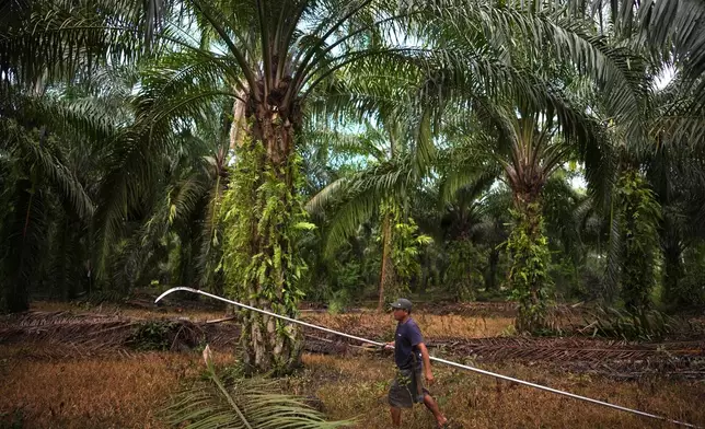 FILE - A farmer walks near palm oil trees at a plantation in Central Mamuju, Sulawesi Island, Indonesia, Feb. 25, 2025. (AP Photo/Dita Alangkara, File)