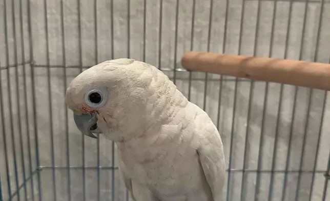 AFCD seizes 18 endangered parrots during enforcement operation in Lau Fau Shan  Source: HKSAR Government Press Releases