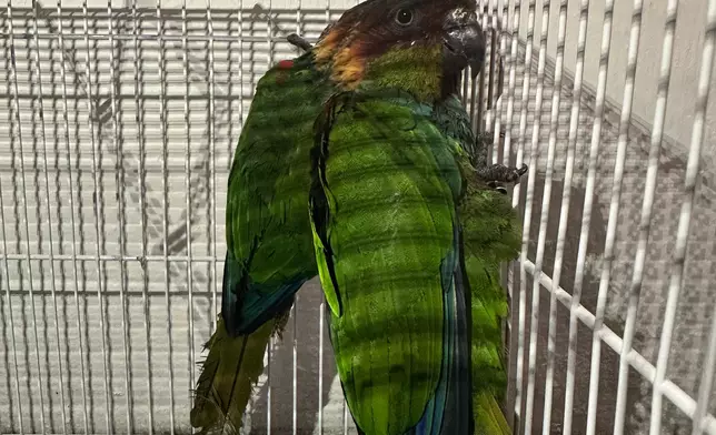 AFCD seizes 18 endangered parrots during enforcement operation in Lau Fau Shan  Source: HKSAR Government Press Releases