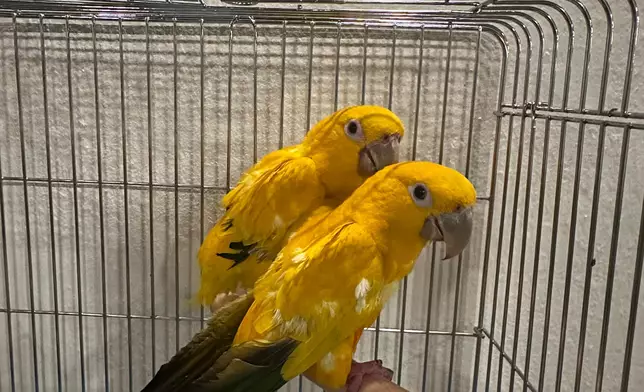 AFCD seizes 18 endangered parrots during enforcement operation in Lau Fau Shan  Source: HKSAR Government Press Releases