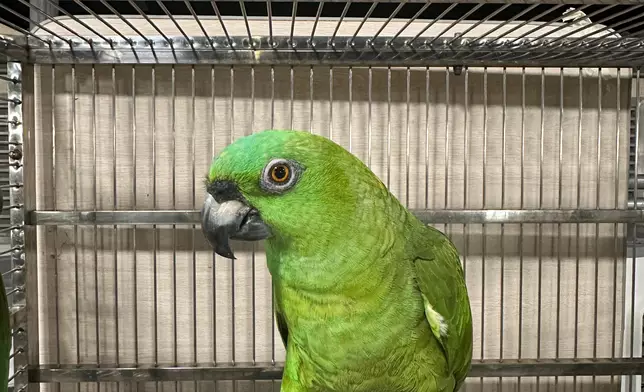 AFCD seizes 18 endangered parrots during enforcement operation in Lau Fau Shan  Source: HKSAR Government Press Releases