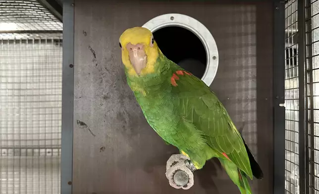 AFCD seizes 18 endangered parrots during enforcement operation in Lau Fau Shan  Source: HKSAR Government Press Releases