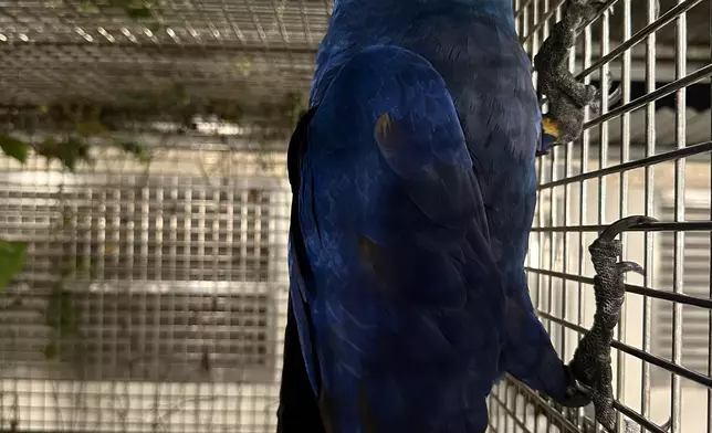 AFCD seizes 18 endangered parrots during enforcement operation in Lau Fau Shan  Source: HKSAR Government Press Releases
