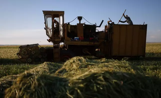 Workers harvest green wheat used to produce freekeh, a roasted grain widely used in Levantine cuisine and made by harvesting immature wheat and roasting it over open flames to separate and preserve the grains, in a field on the outskirts of Taftanaz, northwestern Syria, Sunday, May 24, 2026. (AP Photo/Ghaith Alsayed)