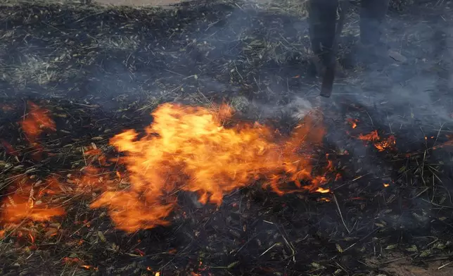 Syrian workers burn green wheat to produce freekeh, a roasted green wheat grain widely used in Levantine cuisine, by harvesting immature wheat and roasting it over open flames to separate and preserve the grains, on the outskirts of Taftanaz, northwestern Syria, Sunday, May 24, 2026. (AP Photo/Ghaith Alsayed)