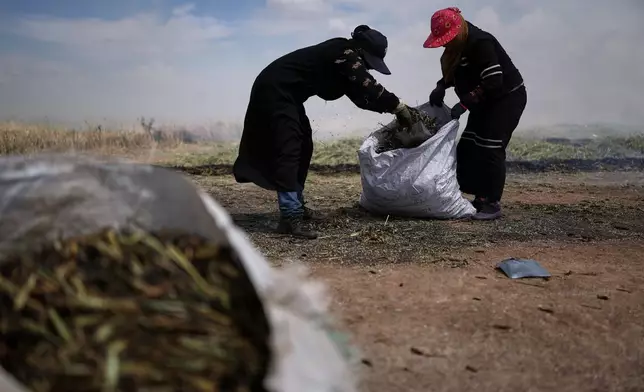 Syrian workers load sacks of freekeh, a roasted green wheat grain widely used in Levantine cuisine, after burning and roasting immature wheat over open flames to separate and preserve the grains, on the outskirts of Taftanaz, northwestern Syria, Sunday, May 24, 2026. (AP Photo/Ghaith Alsayed)
