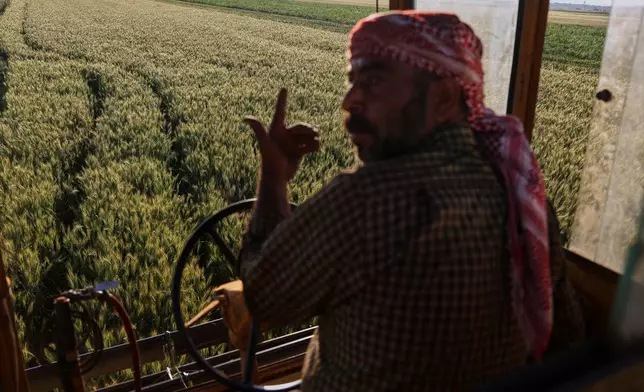 A Syrian farmer gestures while harvesting green wheat used to produce freekeh, a roasted grain widely used in Levantine cuisine and made by harvesting immature wheat and roasting it over open flames to separate and preserve the grains, in a field on the outskirts of Taftanaz, northwestern Syria, Sunday, May 24, 2026. (AP Photo/Ghaith Alsayed)