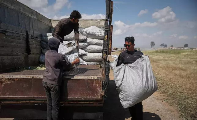 Syrian workers load sacks of freekeh, a roasted green wheat grain widely used in Levantine cuisine, after burning and roasting immature wheat over open flames to separate and preserve the grains, on the outskirts of Taftanaz, northwestern Syria, Sunday, May 24, 2026. (AP Photo/Ghaith Alsayed)