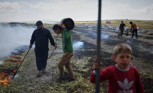 Syrian workers burn green wheat to produce freekeh, a roasted green wheat grain widely used in Levantine cuisine, by harvesting immature wheat and roasting it over open flames to separate and preserve the grains, on the outskirts of Taftanaz, northwestern Syria, Sunday, May 24, 2026. (AP Photo/Ghaith Alsayed)