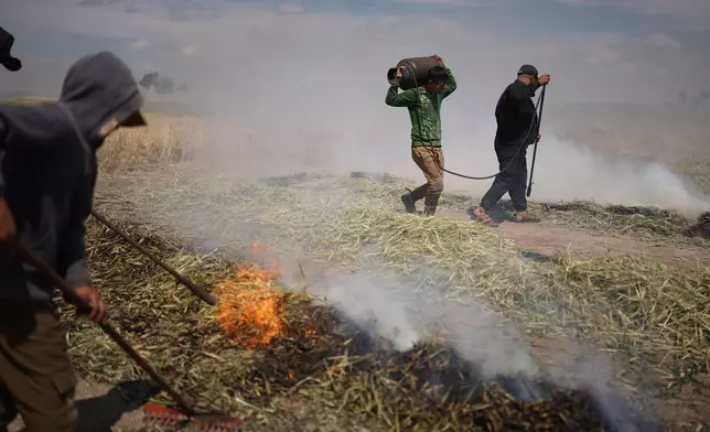 Syrian workers burn green wheat to produce freekeh, a roasted green wheat grain widely used in Levantine cuisine, by harvesting immature wheat and roasting it over open flames to separate and preserve the grains, on the outskirts of Taftanaz, northwestern Syria, Sunday, May 24, 2026. (AP Photo/Ghaith Alsayed)