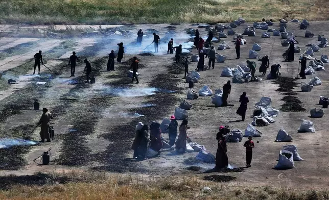 Syrian workers burn green wheat to produce freekeh, a roasted green wheat grain widely used in Levantine cuisine, by harvesting immature wheat and roasting it over open flames to separate and preserve the grains, on the outskirts of Taftanaz, northwestern Syria, Sunday, May 24, 2026. (AP Photo/Ghaith Alsayed)