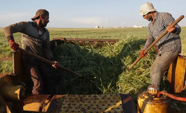Workers harvest green wheat used to produce freekeh, a roasted grain widely used in Levantine cuisine and made by harvesting immature wheat and roasting it over open flames to separate and preserve the grains, in a field on the outskirts of Taftanaz, northwestern Syria, Sunday, May 24, 2026. (AP Photo/Ghaith Alsayed)