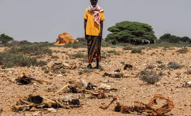 Abdi Ahmed Farah stands among the carcasses of his goats, that died of hunger in Usgure, Puntland, Somalia, Wednesday, April 15, 2026. (AP Photo/Jack Denton)