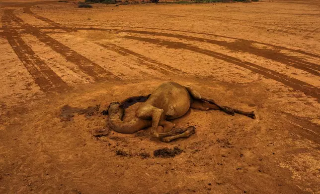 The carcass of a camel that died from hunger lies in an open field in Usgure, Puntland, Somalia, Friday, April 17, 2026. (AP Photo/Jack Denton)