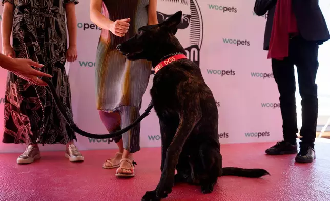 Apocalypse poses with the Palm Dog jury after accepting the palm dog award on behalf of Yuri, who could not attend, during the Palm Dog award ceremony at the 79th international film festival, Cannes, southern France, Friday, May 22, 2026. (AP Photo/Andreea Alexandru)
