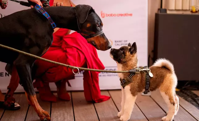 Dogs sniff each other during the Palm Dog award ceremony at the 79th international film festival, Cannes, southern France, Friday, May 22, 2026. (AP Photo/Andreea Alexandru)