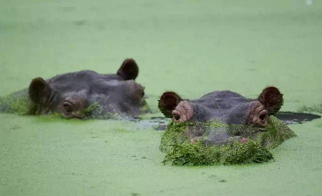 FILE - Hippos wallow at a lagoon in the Hacienda Napoles Park, once the private estate of drug kingpin Pablo Escobar, in Puerto Triunfo, Colombia, Friday, April 24, 2026. (AP Photo/Fernando Vergara, File)