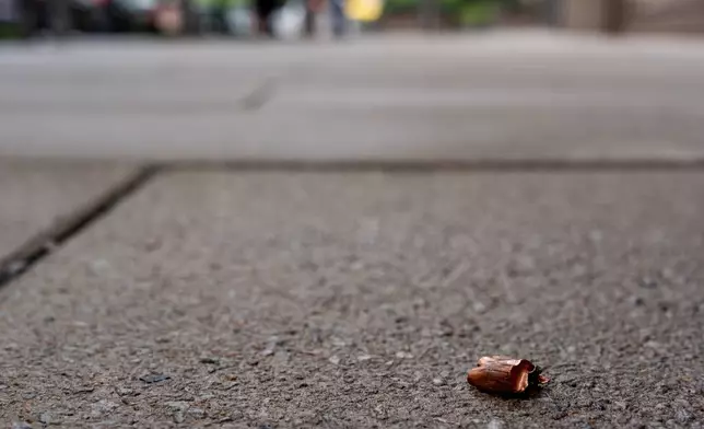 A copper jacket of a bullet is found near the scene of a shooting close to the White House, Sunday, May 24, 2026, in Washington. (AP Photo/Alex Brandon)