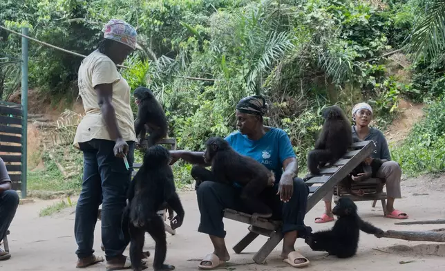 Caregivers at the Lola ya Bonobo sanctuary tend to orphan bonobos in Kinshasa, Democratic Republic of the Congo, on April 8, 2026. (AP Photo/Samy Ntumba Shambuyi)