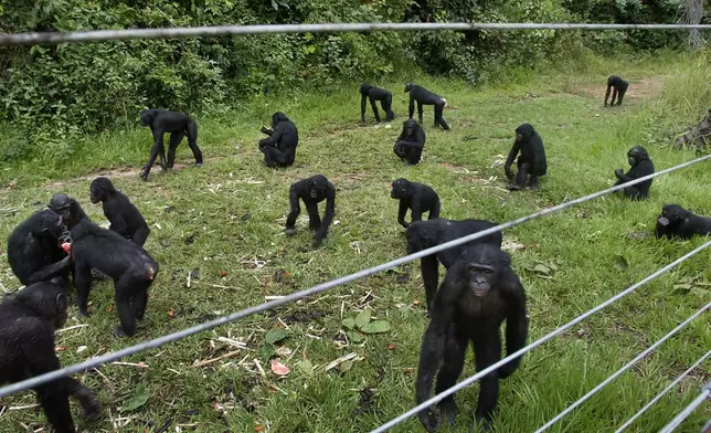 FILE - A group of Bonobo stand around behind an electric fence at the Lola Ya Bonobo Sanctuary outside of Kinshasa, Democratic Republic of Congo on April 30, 2005. (AP Photo/Schalk van Zuydam, File)