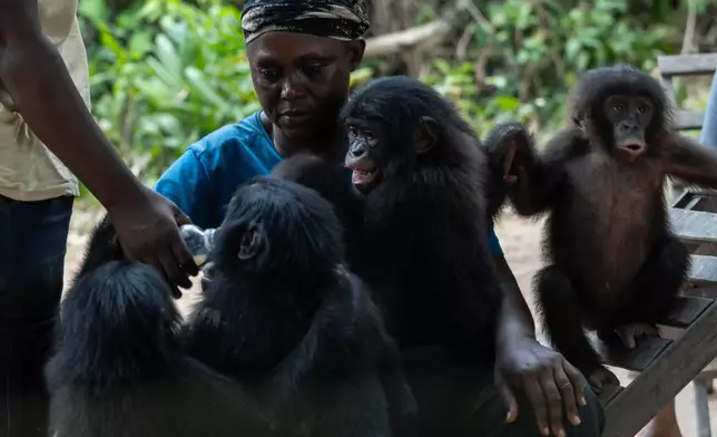 Caregivers at the Lola ya Bonobo sanctuary tend to orphan bonobos in Kinshasa, Democratic Republic of the Congo, on April 8, 2026. (AP Photo/Samy Ntumba Shambuyi)