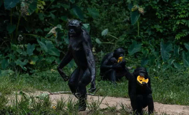 Bonobos at the Lola ya Bonobo sanctuary eat papaya in Kinshasa, Democratic Republic of the Congo, on April 8, 2026. (AP Photo/Samy Ntumba Shambuyi)