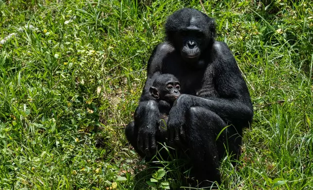 A bonobo cares for her baby at the Lola ya Bonobo sanctuary in Kinshasa, Democratic Republic of the Congo, on April 8, 2026. (AP Photo/Samy Ntumba Shambuyi)