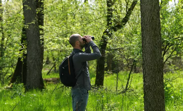 Uros Stojiljkovic from the Bird Protection and Study Society looks through binoculars while watching birds in a small forest dubbed the Nightingale's Forest near the village of Plandiste, in the flat, farming region of Serbia, Thursday, April 16, 2026. (AP Photo/Darko Vojinovic)