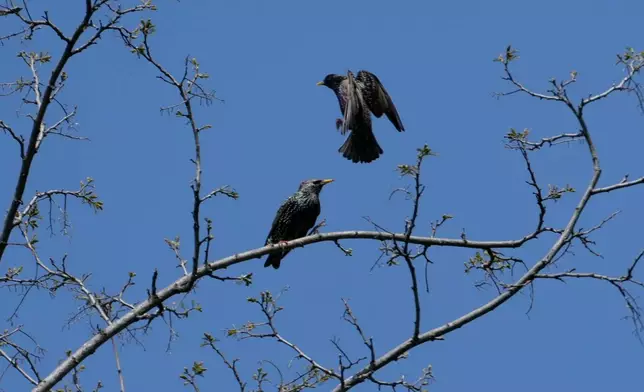Common starlings are seen on a tree in a small forest dubbed the Nightingale's Forest near the village of Plandiste, in the flat, farming region of Serbia, Thursday, April 16, 2026. (AP Photo/Darko Vojinovic)