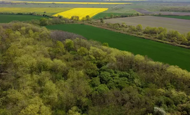 A small forest dubbed the Nightingale's Forest is seen near the village of Plandiste, in the flat, farming region of Serbia, Thursday, April 16, 2026. (AP Photo/Darko Vojinovic)