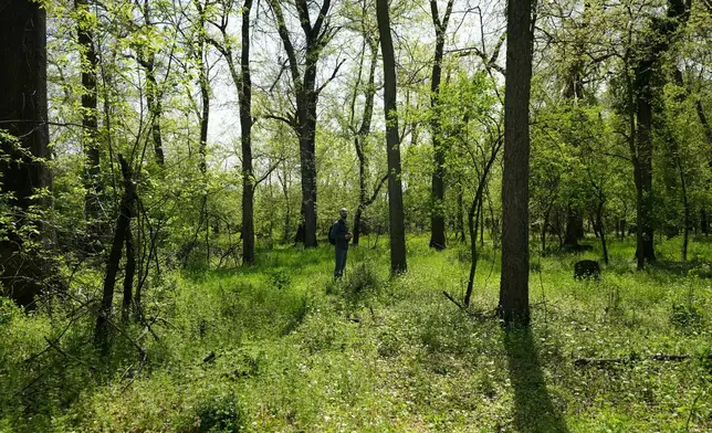 Uros Stojiljkovic from the Bird Protection and Study Society walks through a small forest dubbed the Nightingale's Forest near the village of Plandiste, in the flat, farming region of Serbia, Thursday, April 16, 2026. (AP Photo/Darko Vojinovic)