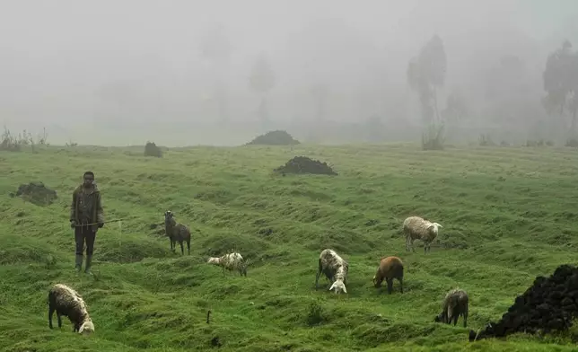 A boy tends livestock near Volcanoes National Park, Kinigi, Rwanda, Thursday, March 19, 2026. (AP Photo/Brian Inganga)