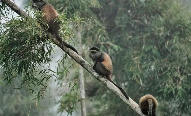 Golden monkeys play on a bamboo tree in Volcanoes National Park, Kinigi, Rwanda, Thursday, March 19, 2026. (AP Photo/Brian Inganga)