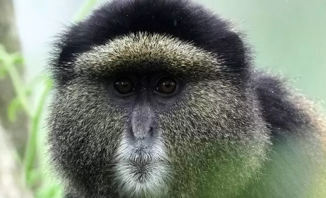 A golden monkey is seen in Volcanoes National Park in Kinigi, Rwanda, Thursday, March 19, 2026. (AP Photo/Brian Inganga)