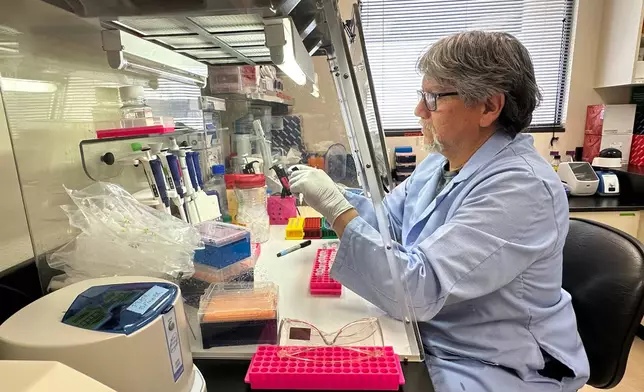 Research scientist Robert Nofchissey prepares samples of inactivated material as part of hantavirus research at the Center for Global Health at the University of New Mexico Health Sciences Center in Albuquerque, New Mexico, on Monday, May 4, 2026. (AP Photo/Susan Montoya Bryan)