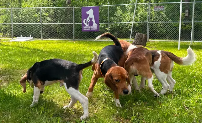 Beagles that were purchased from a Dane County animal research facility play outside on Tuesday, May 12, 2026, in Madison, Wis. (AP Photo/Scott Bauer)