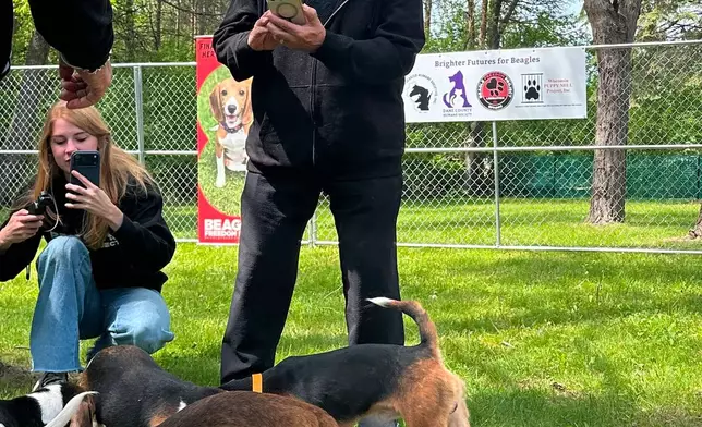 Black Sabbath co-founder Terry "Geezer" Butler watch beagles that were purchased from a Dane County animal research facility play outside on Tuesday, May 12, 2026, in Madison, Wis. (AP Photo/Scott Bauer)