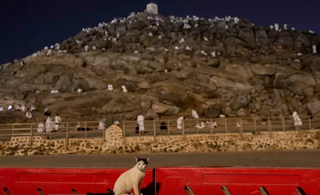 A cat is seen in the foreground as Muslim pilgrims pray at top of the rocky hill known as the Mountain of Mercy, on the Plain of Arafat, during the annual Hajj pilgrimage near the holy city of Mecca, Saudi Arabia, Tuesday, May 26, 2026. (AP Photo/Altaf Qadri)