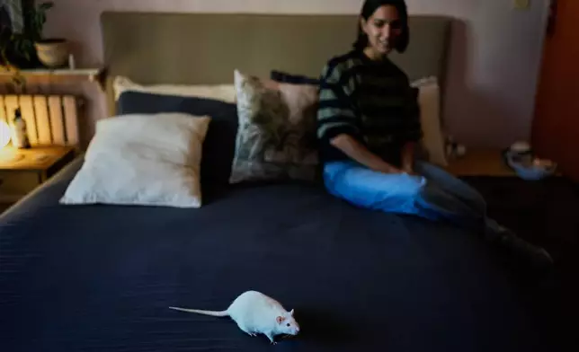 Dominique Verdier watches Carlota, a former laboratory rat she adopted, walk on her bed in Buenos Aires, Argentina Friday, May 15, 2026. (AP Photo/Natacha Pisarenko)
