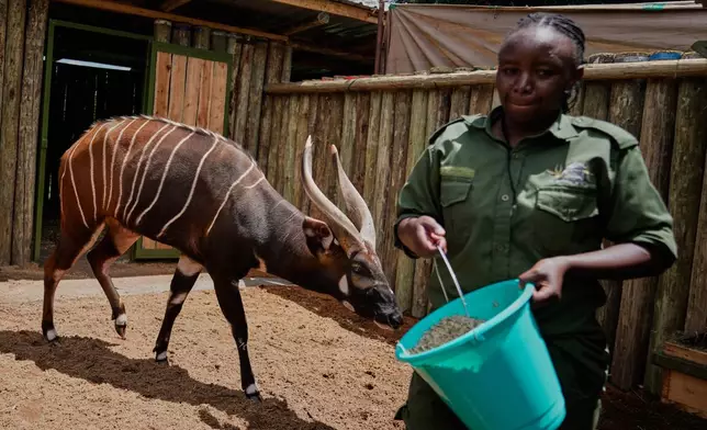 A critically endangered mountain bongo sent from the Czech Republic is fed by Christine Gathoni at the Mount Kenya Wildlife Conservancy in Nanyuki, Laikipia County, Kenya, Friday, May 8, 2026. (AP Photo/Brian Inganga)