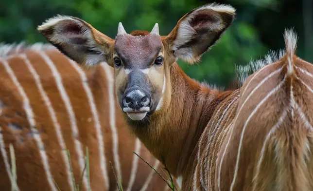 Critically endangered mountain bongos feed in a forest enclosure at the Mount Kenya Wildlife Conservancy in Nanyuki, Laikipia County, Kenya, Friday, May 8, 2026. (AP Photo/Brian Inganga)