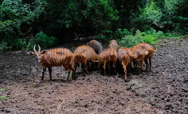 Critically endangered mountain bongos feed in a forest enclosure at the Mount Kenya Wildlife Conservancy in Nanyuki, Laikipia County, Kenya, Saturday, May 9, 2026. (AP Photo/Brian Inganga)